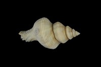 藏品(蒜頭花仙螺)的圖片